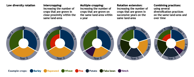 Diverimpacts Crop Diversification Explained